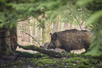 boar in a forest